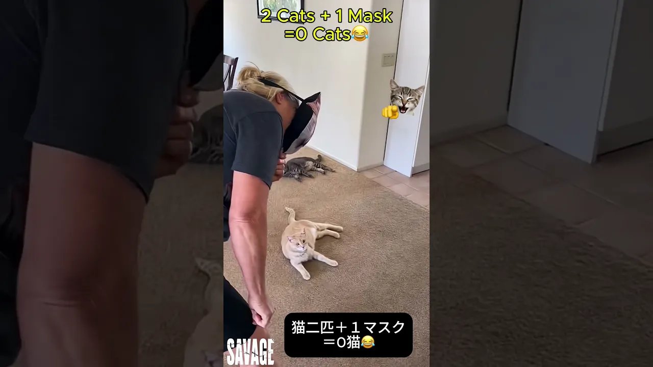 The best funny cats video ever 😂 ‪Part 7  @yourcrystalshop‬ #shorts  #funny  #cat