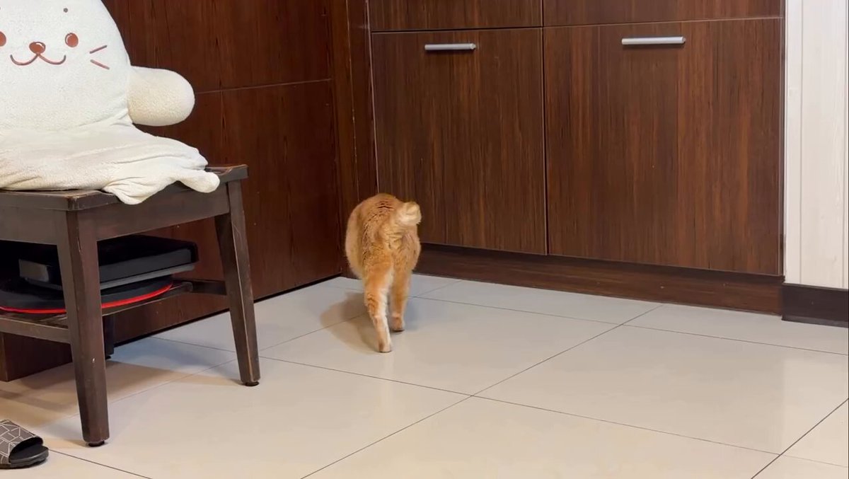 CAT LOVERS - https://t.co/PDgtlCnM6S