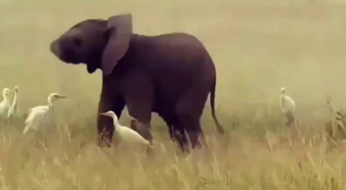 Nature is Phenomenal - Baby elephant showing his talent 😂