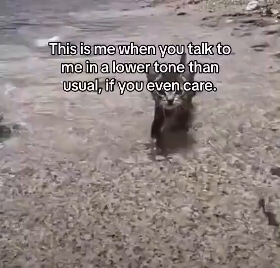 Punch Cat - https://t.co/qXYmeoH7P8