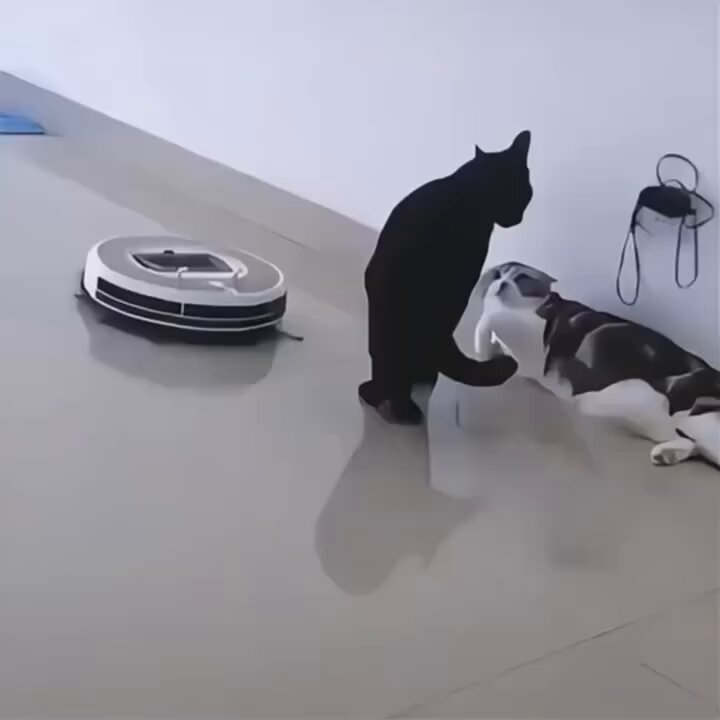 CAT LOVERS - https://t.co/NDTZ7oyRBw