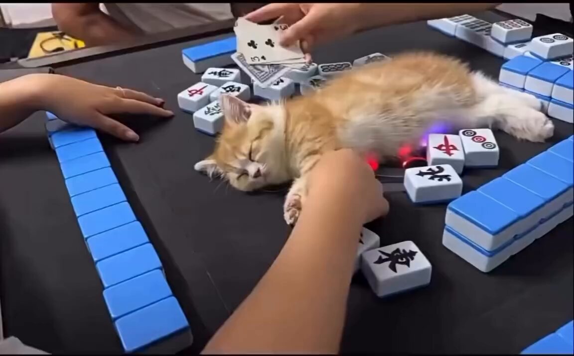 CAT LOVERS - https://t.co/xVOXQ8Q2Jc