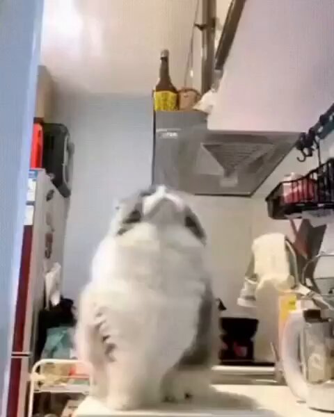 Punch Cat - https://t.co/SLRLRqQe9U