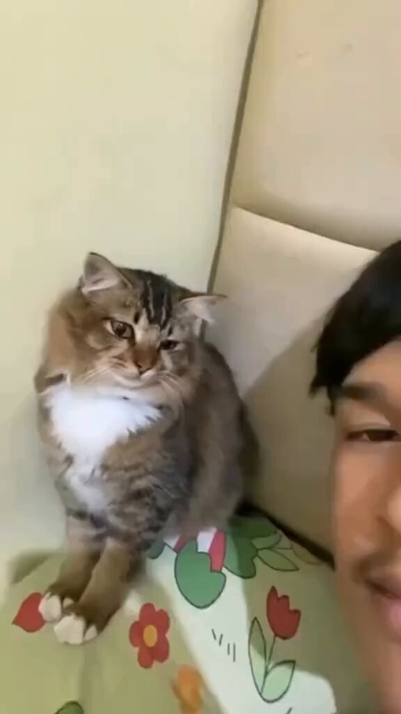 CAT LOVERS - https://t.co/GE2mbA30Uy