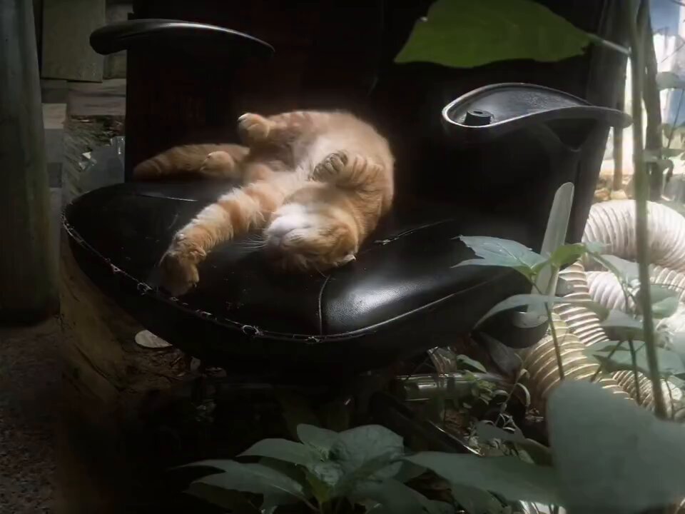 CAT LOVERS - https://t.co/H82Pwh0vjf