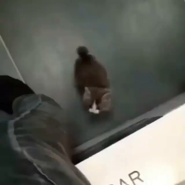 Punch Cat - https://t.co/LKf04TYVqd