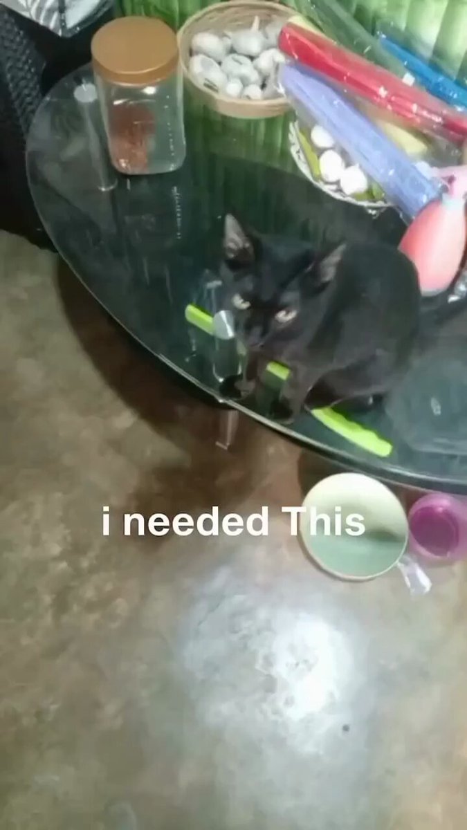 Punch Cat - https://t.co/EoTWKJb5vE