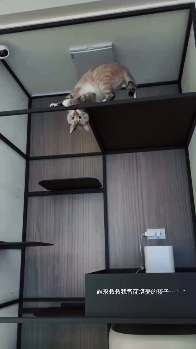 CAT LOVERS - https://t.co/oIozDI2UxP