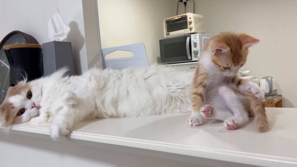 CAT LOVERS - https://t.co/KLPlWjyk2h