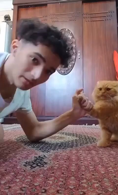 Punch Cat - https://t.co/s7TgGXXimF
