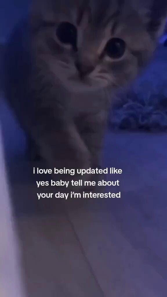 Punch Cat - https://t.co/sIfCs1sC2k