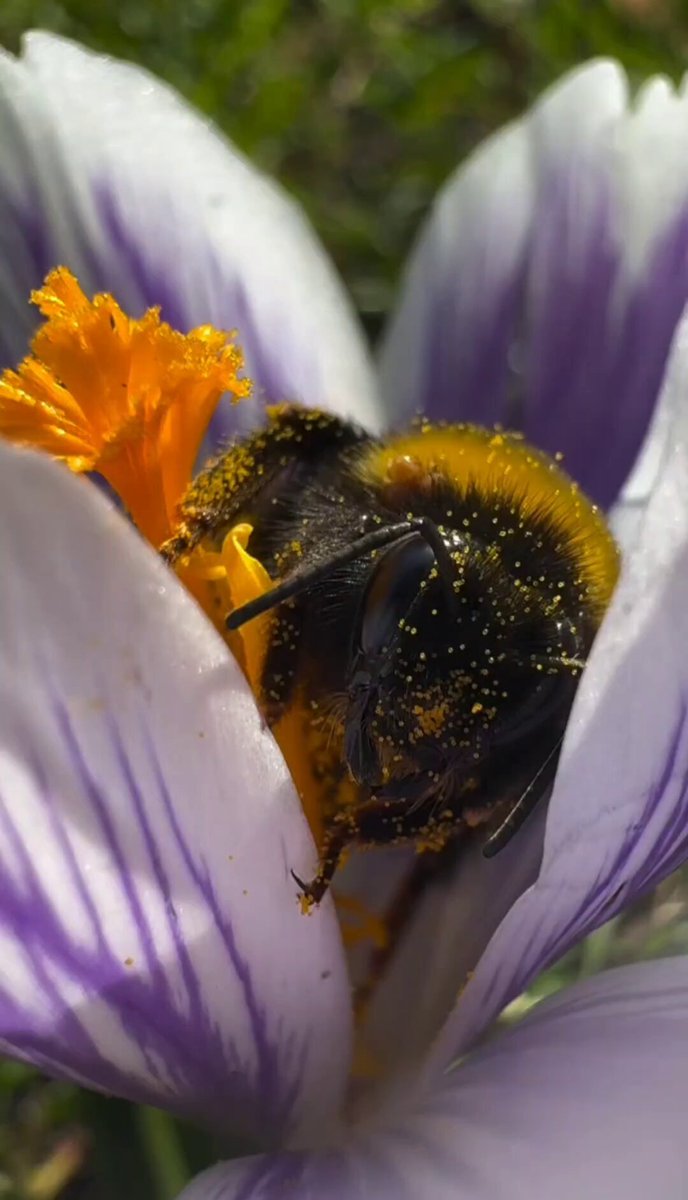 Nature is Phenomenal - Sleeping bumblebee in crocus 🐝