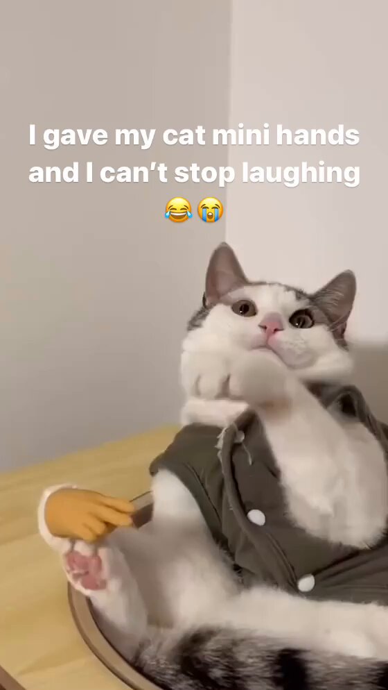 Punch Cat - https://t.co/tcFEIimKIu