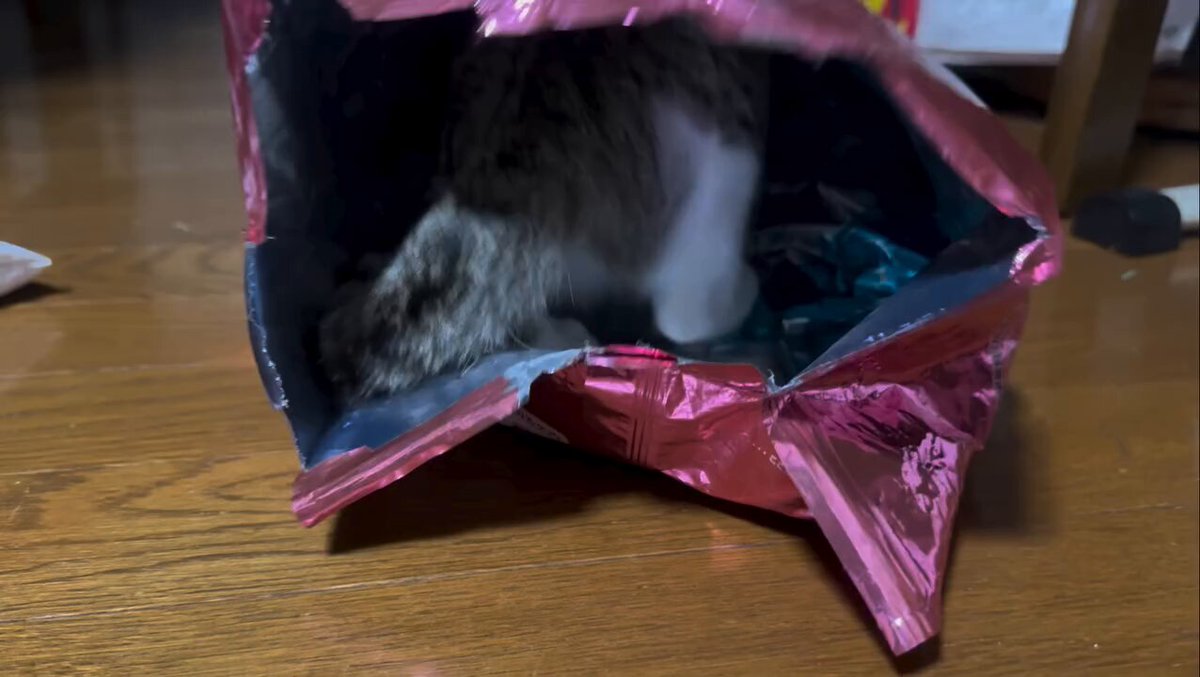 CAT LOVERS - https://t.co/DRz8wIwhok