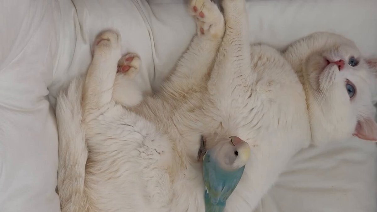 CAT LOVERS - https://t.co/kBd4ktaTQd