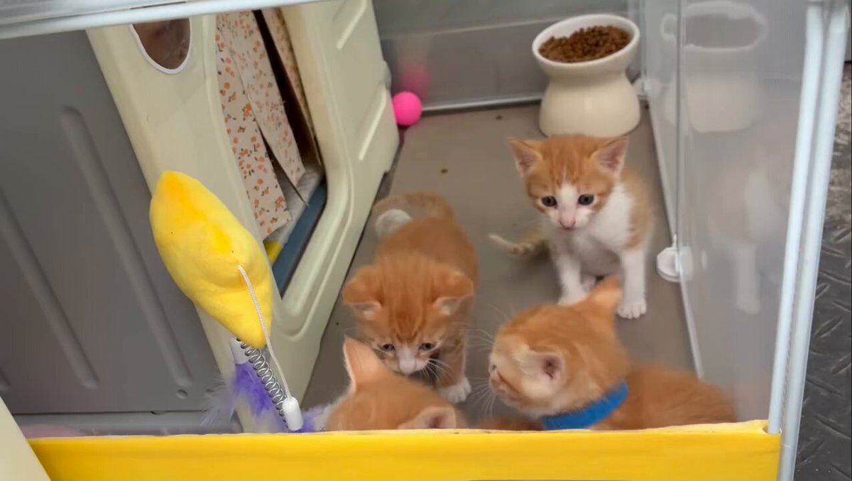 CAT LOVERS - https://t.co/Zn23JtUQ6S