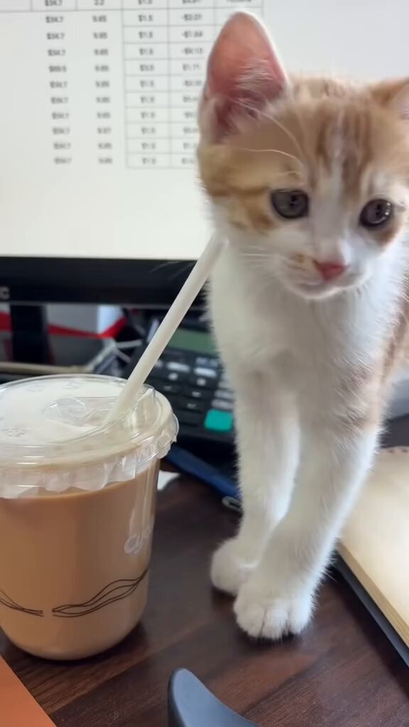 CAT LOVERS - https://t.co/kM59X5ZerQ