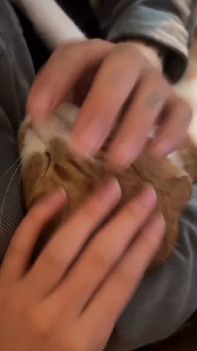 CAT LOVERS - https://t.co/3zc4jGY2rb