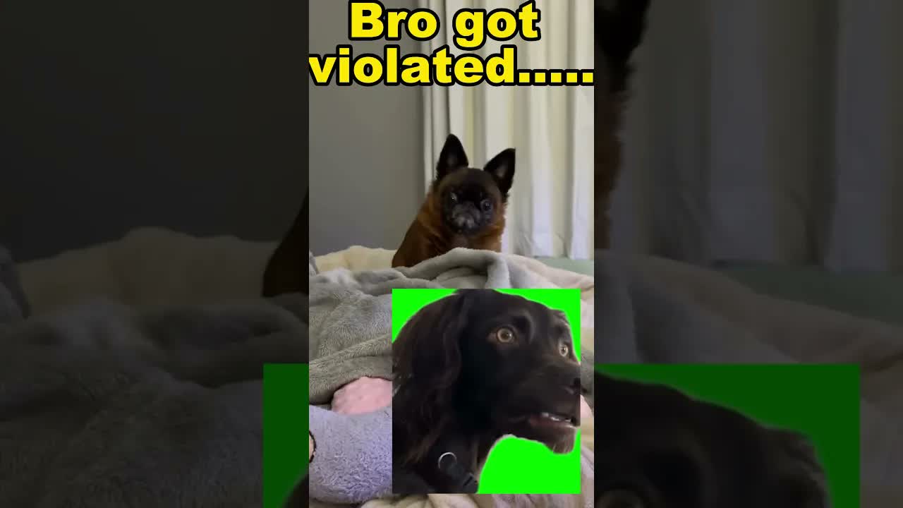 WHAT WAS THAT?! #dogfails #dogreaction #shorts #viralshorts #funnyanimals #dogshorts #doggo