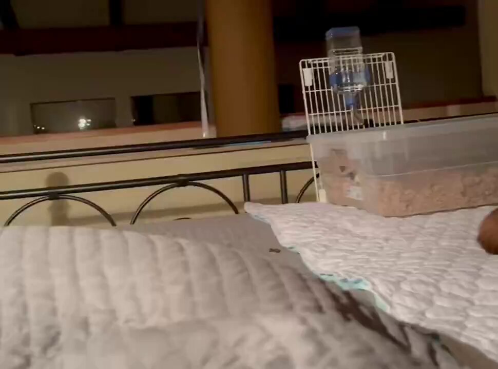 CAT LOVERS - When the cat lies down on the bed, the rabbit immediately comes to hi...