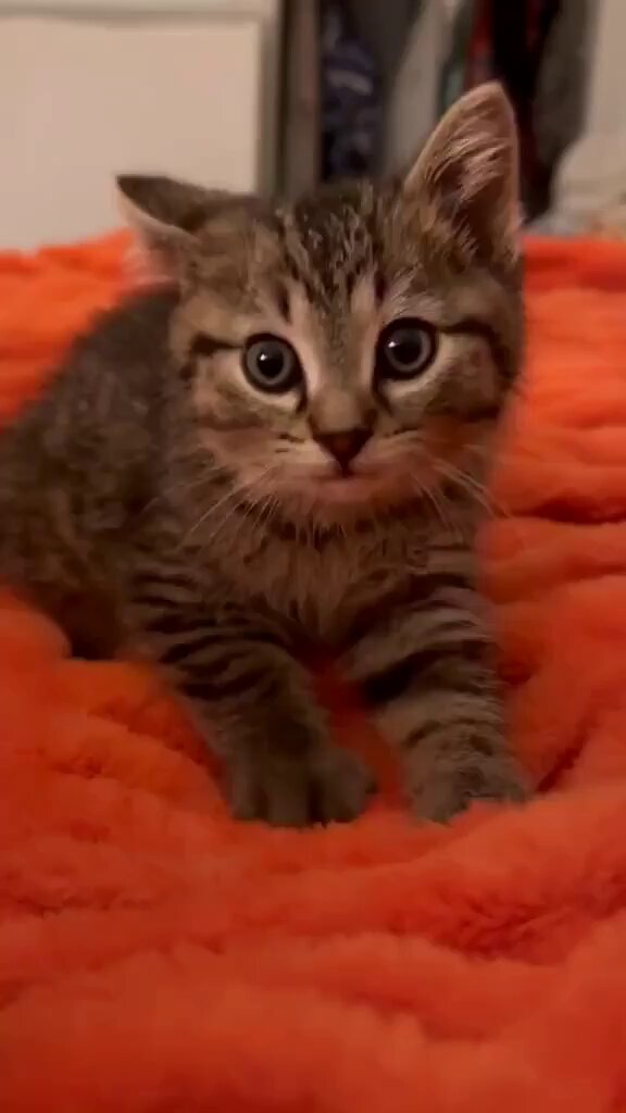 Punch Cat - https://t.co/GirOpn0gMR
