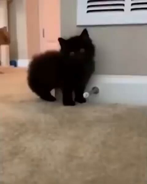 Punch Cat - https://t.co/Bsvlmzkicv