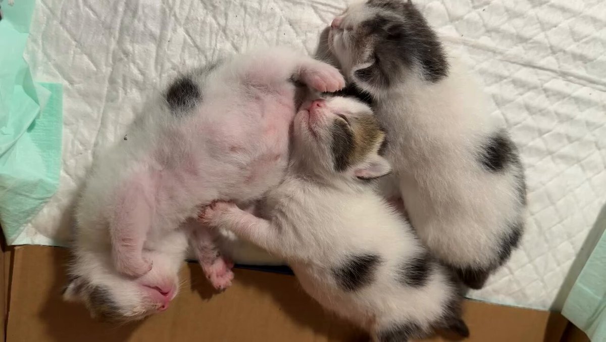 CAT LOVERS - https://t.co/QdVdgPhoer