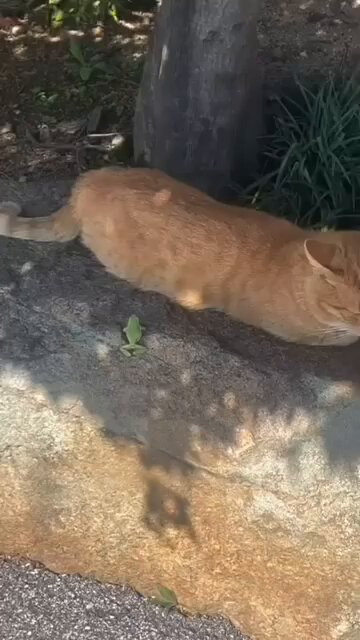 Punch Cat - https://t.co/vHRg41YySe