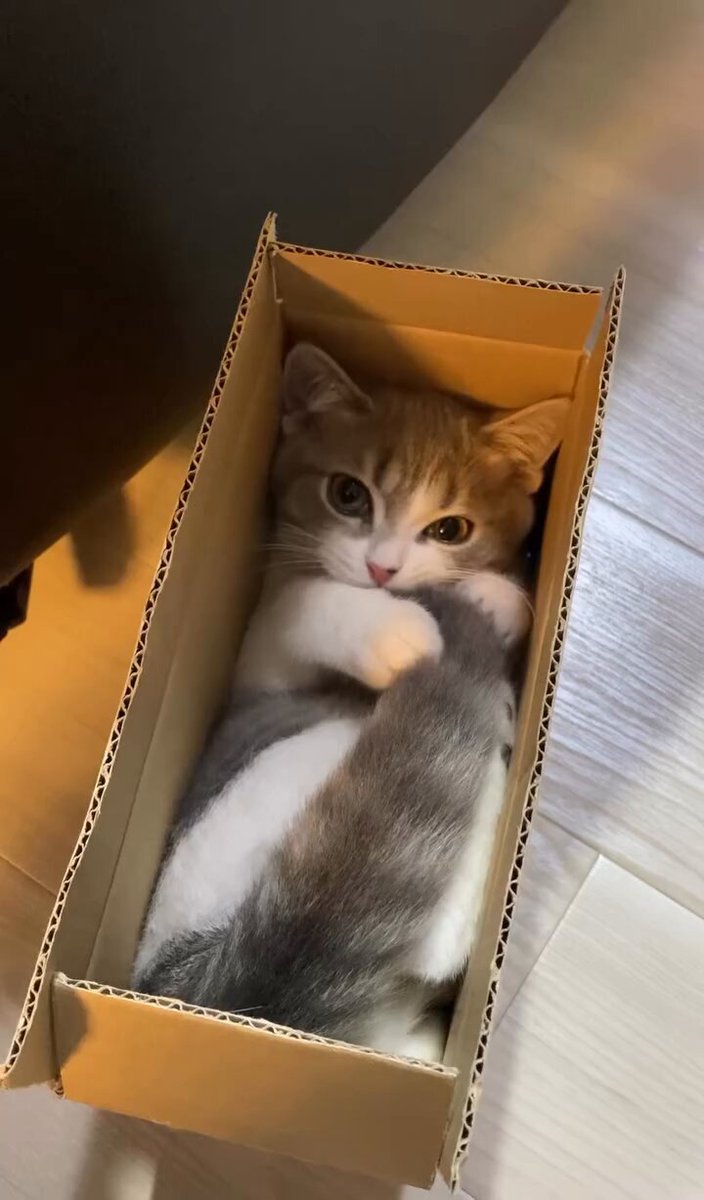 CAT LOVERS - https://t.co/cAEA2swcaL