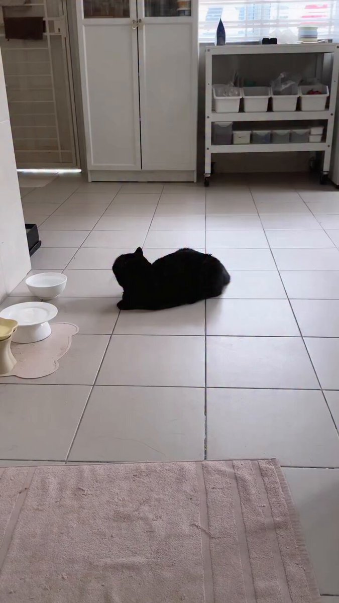 CAT LOVERS - https://t.co/93ybyakZIQ