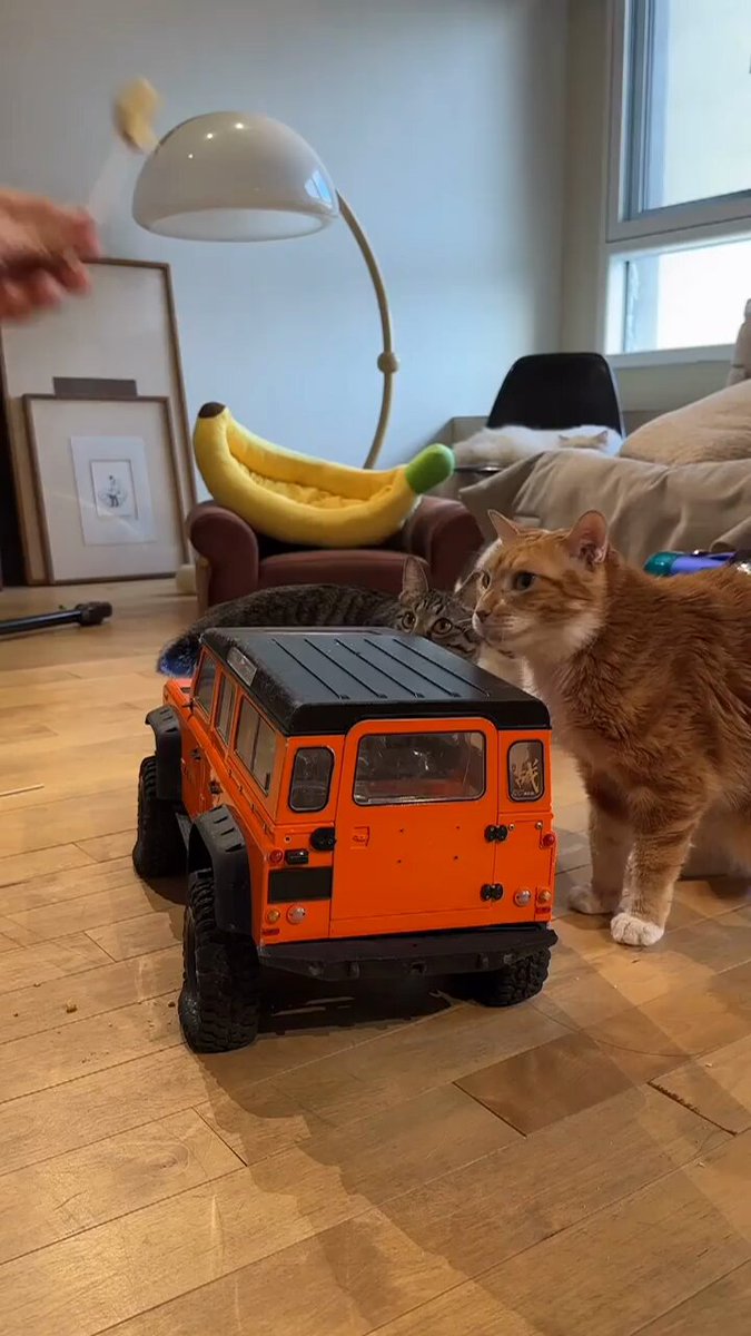 Punch Cat - https://t.co/20kH7YY1Wz