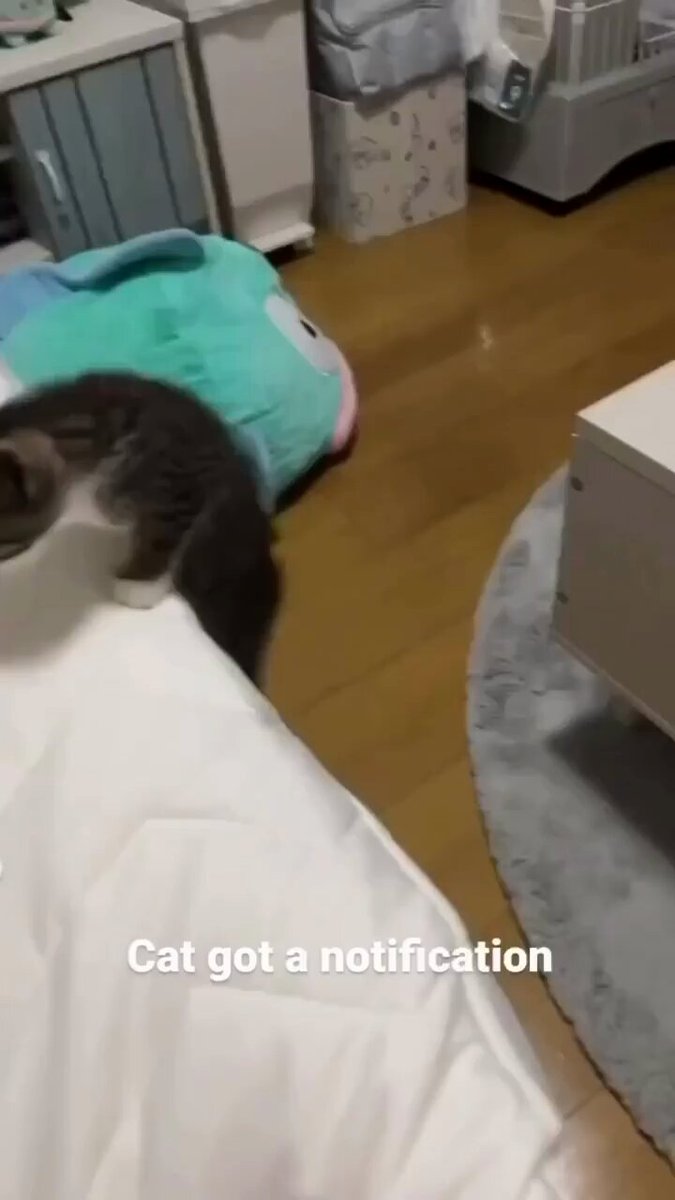 Punch Cat - https://t.co/yByhZB7gcr