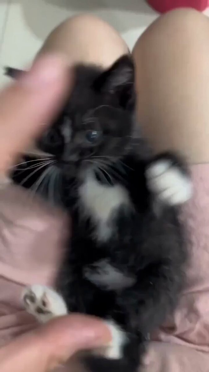Punch Cat - https://t.co/sART90NtI9