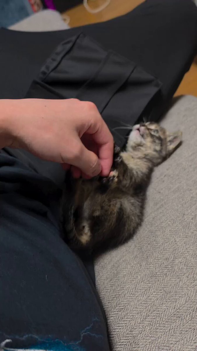 CAT LOVERS - https://t.co/lMLaRDhKMf