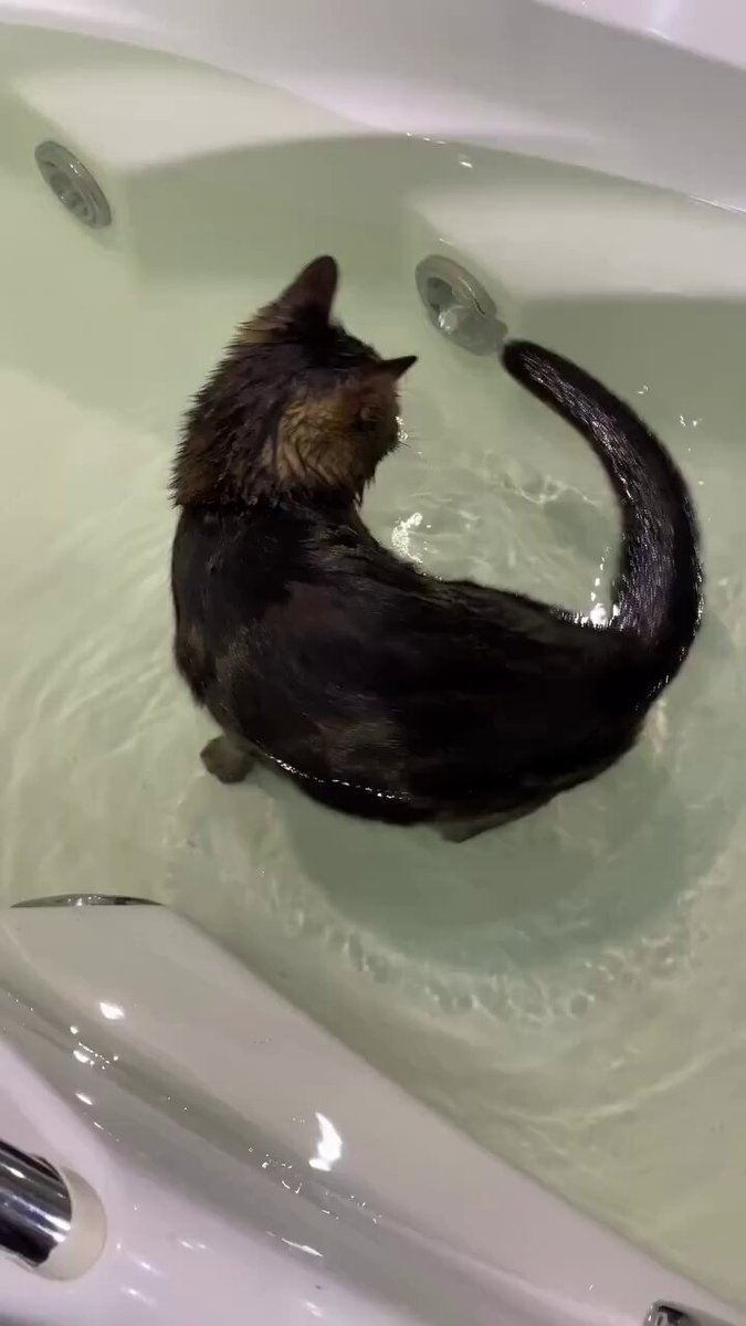 We don't deserve cats 😺 - He thinks his own tail is prey and is trying to hunt 😂