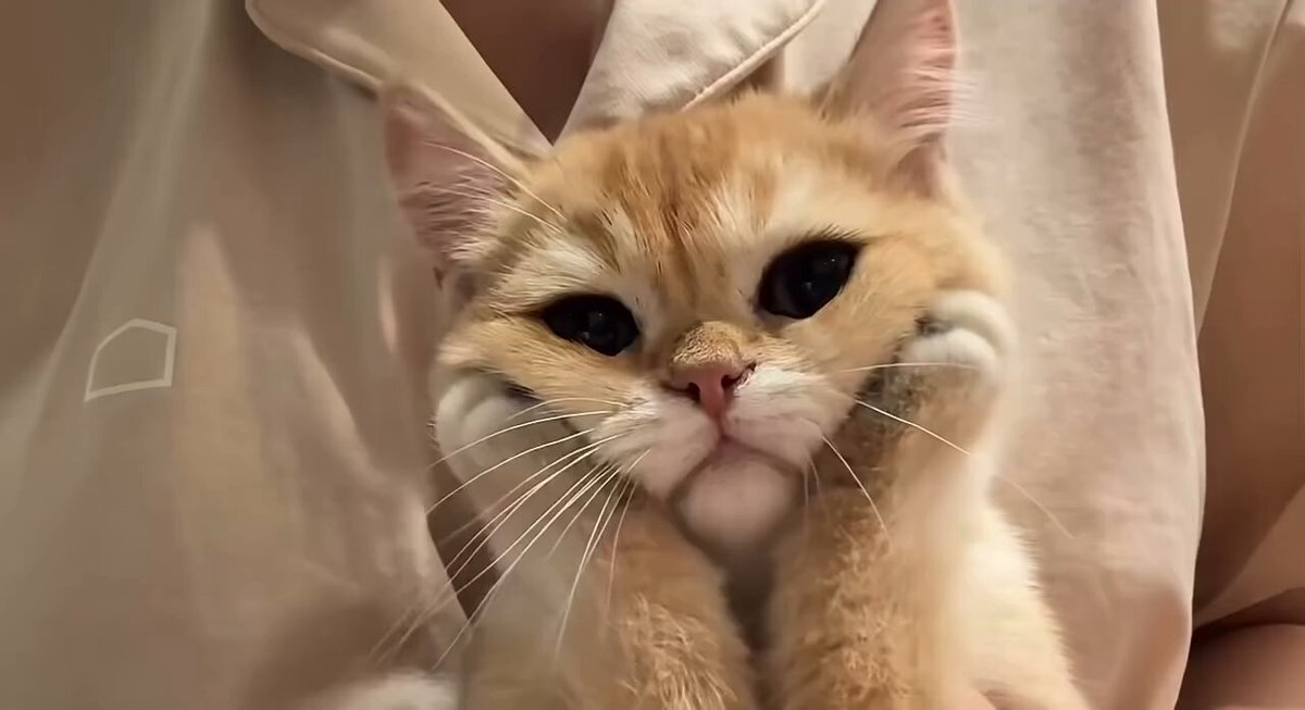 CAT LOVERS - https://t.co/M12U1O8371