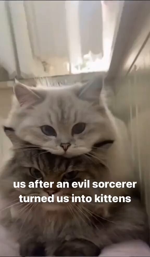 Punch Cat - https://t.co/29BDwaKE1S