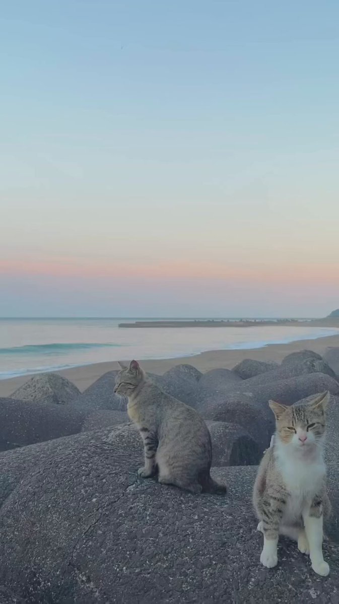 CAT LOVERS - https://t.co/XklzjEL3y7