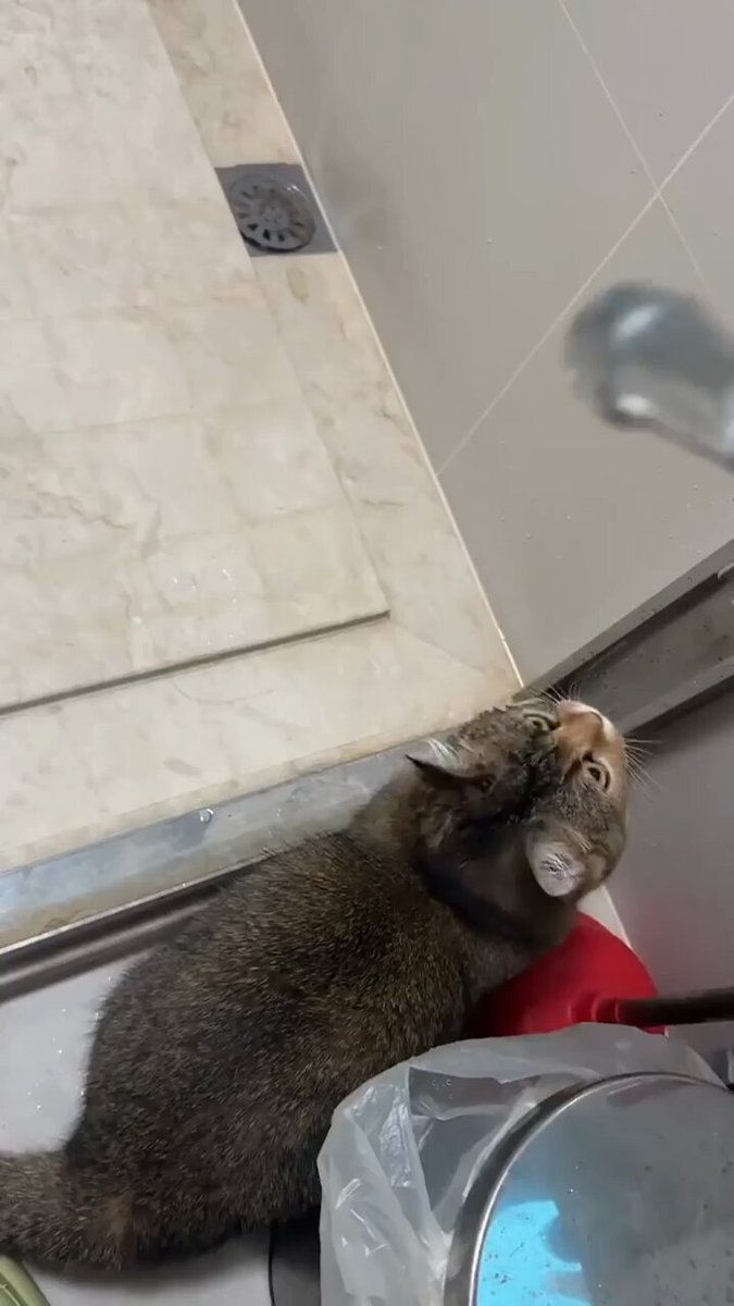 Punch Cat - https://t.co/99aid0pnOo