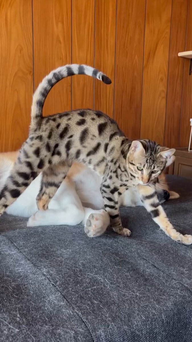 CAT LOVERS - https://t.co/4n58w35a4f