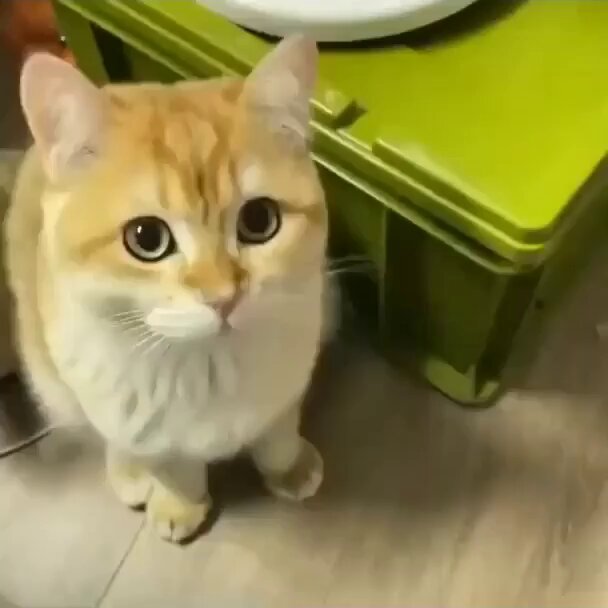 Punch Cat - https://t.co/MRwzmbvDzc