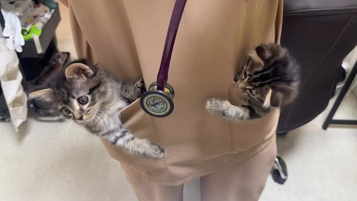 CAT LOVERS - https://t.co/Fe8R9LX83N
