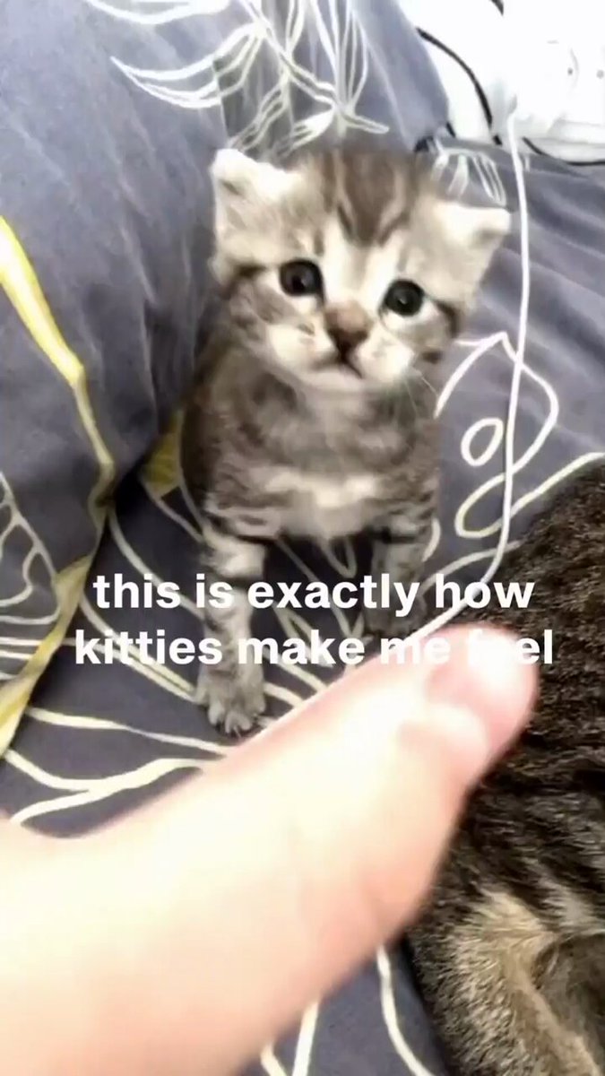Punch Cat - https://t.co/AQa0isER3m
