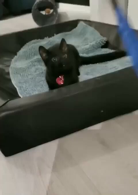 Punch Cat - https://t.co/NDUERGQfbz