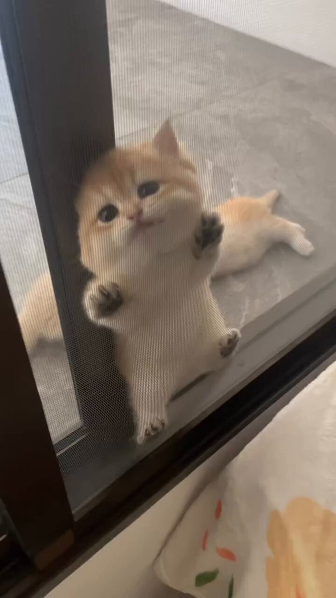 CAT LOVERS - https://t.co/JWBAHCdcrf
