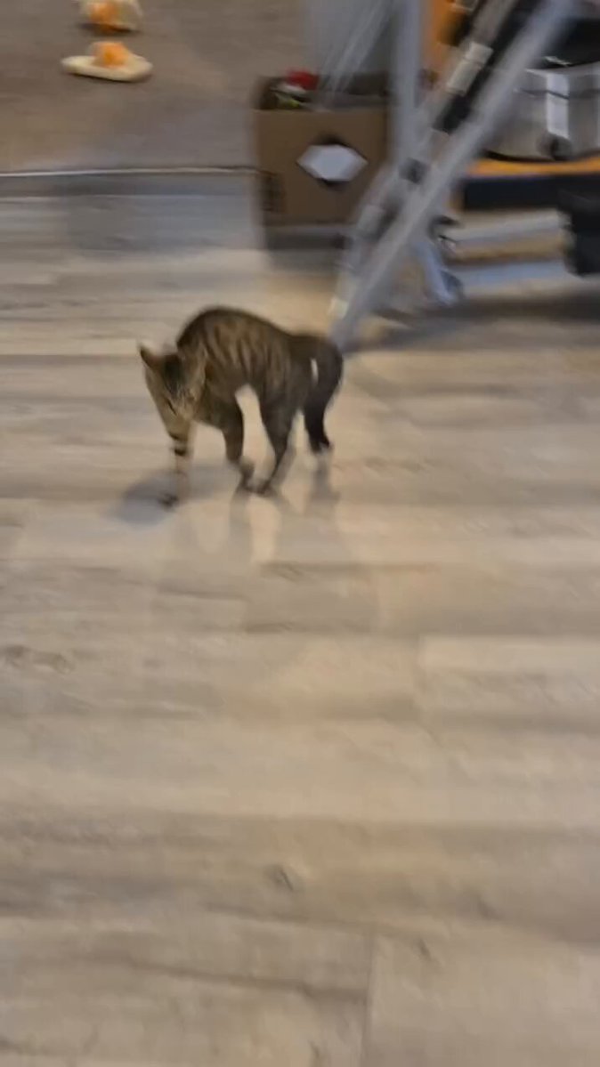 CAT LOVERS - https://t.co/zMlAyyv6Nn