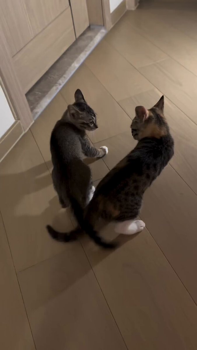CAT LOVERS - https://t.co/RuZys1QIaM