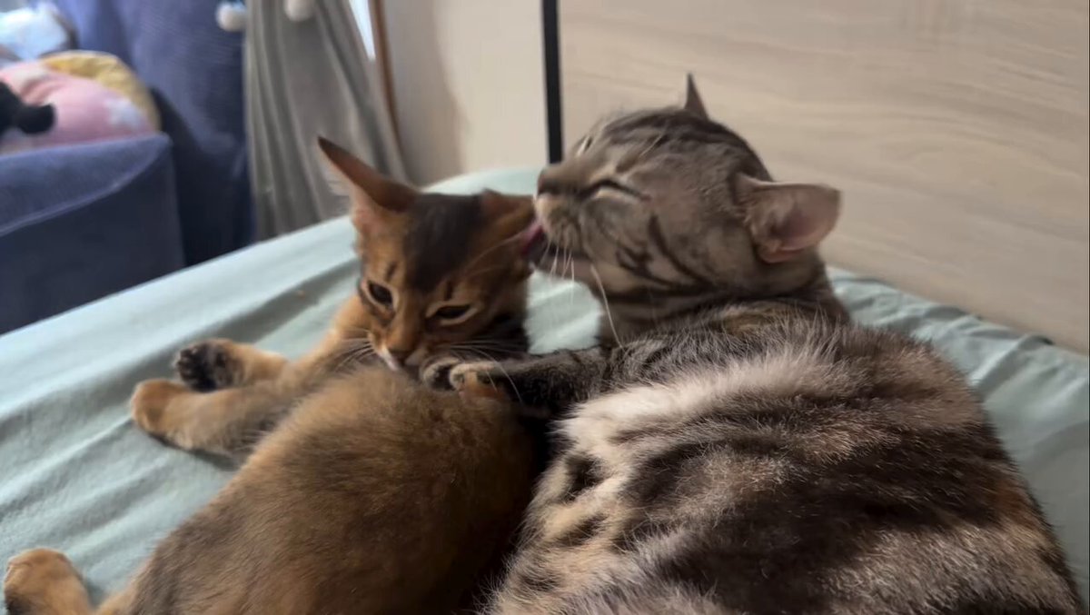 CAT LOVERS - https://t.co/7noK0D7Pjq