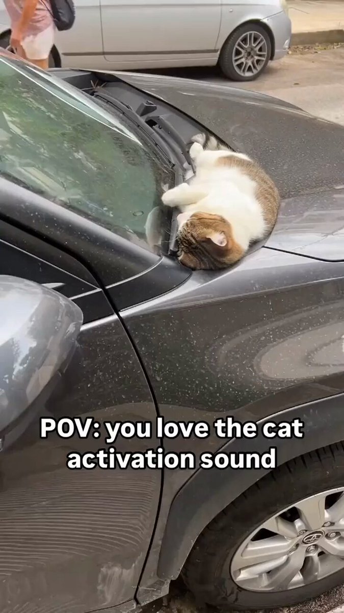 Punch Cat - https://t.co/QmSsr8WWHt