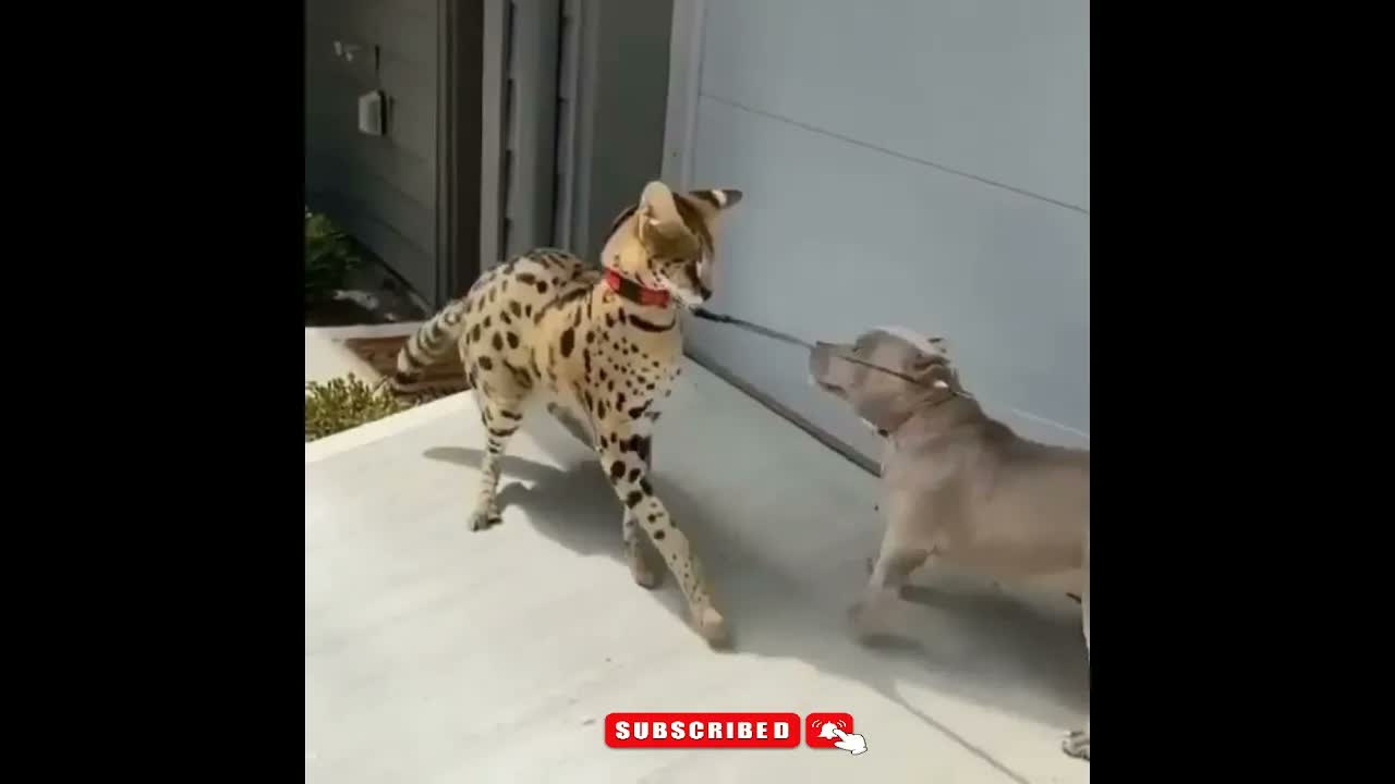 funny dogs compilation 🔥DOG MEMES-funny animal videos 🐶 #Shorts #viralvideo #FunnyVideos #comedy